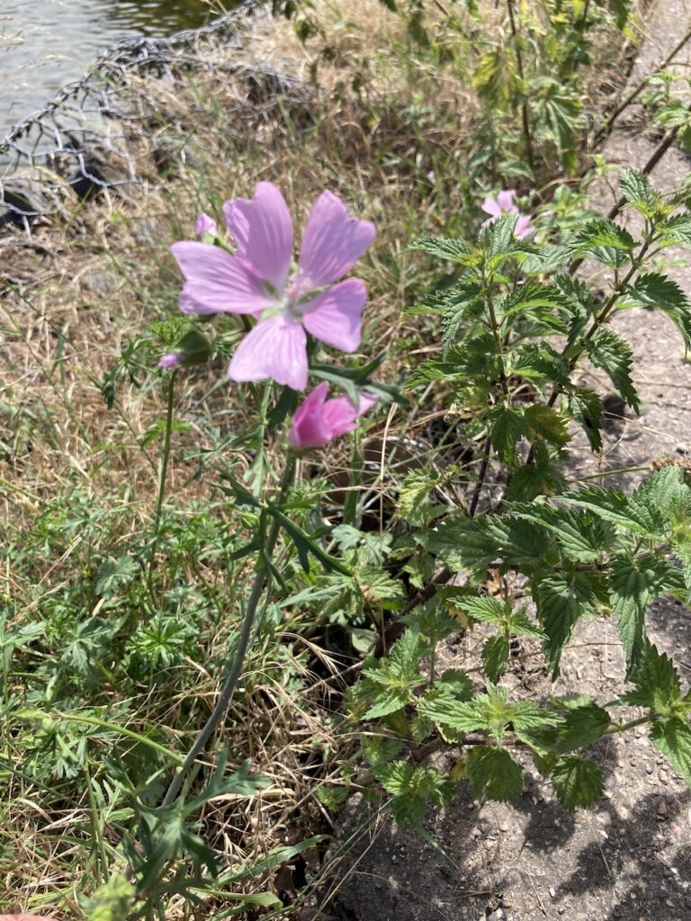 Wildflower - Common Mallow