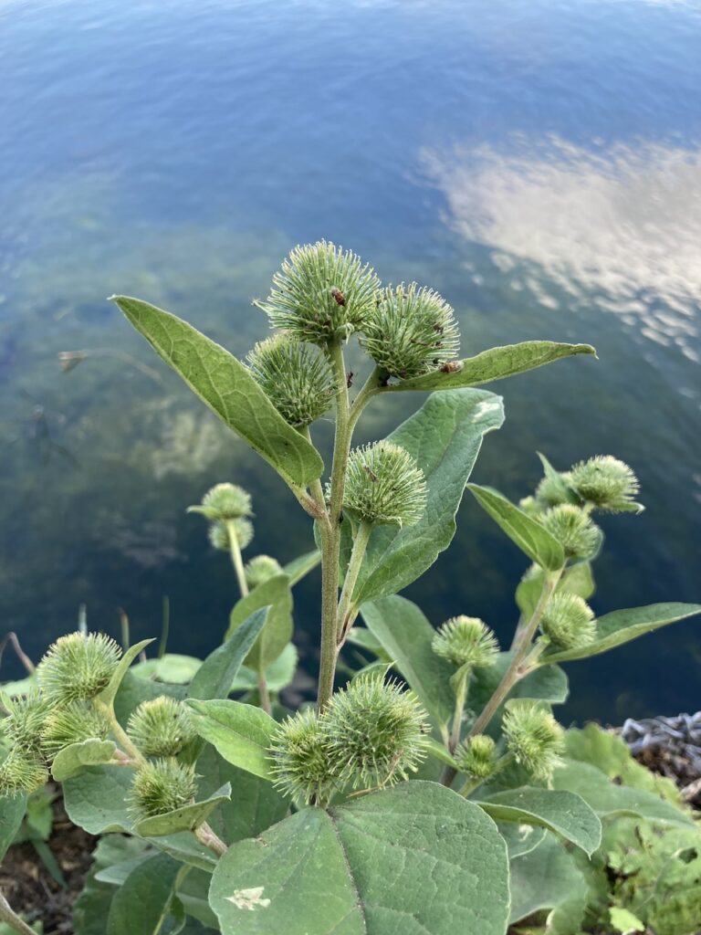 Burdock