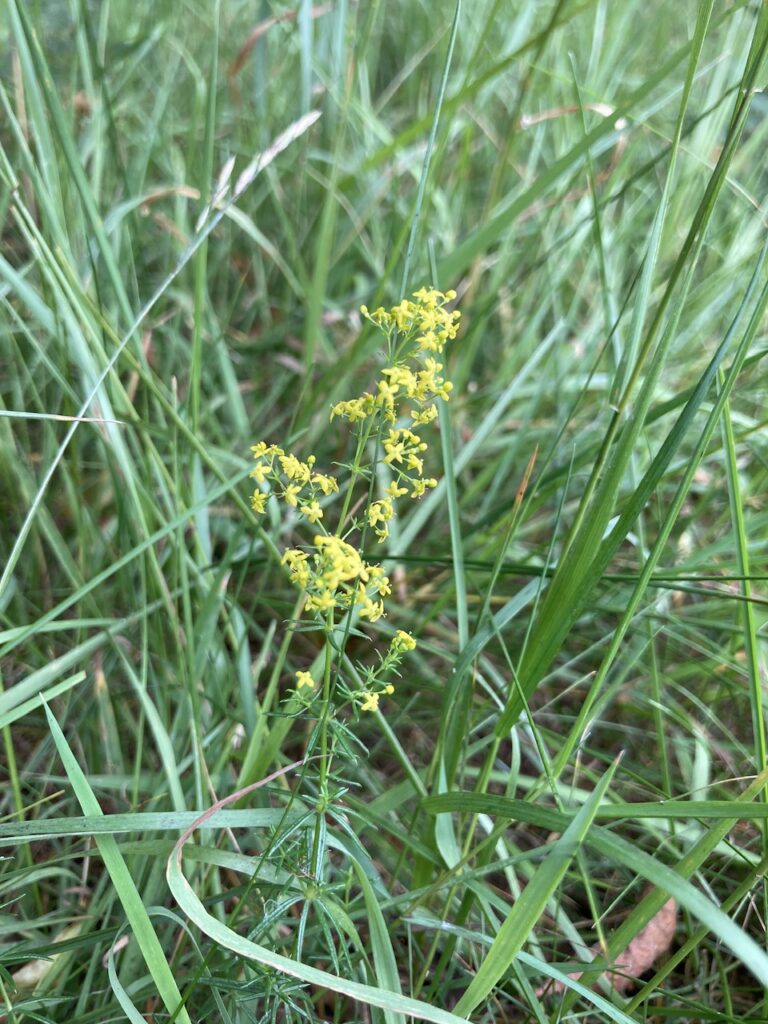 Lady's Bedstraw