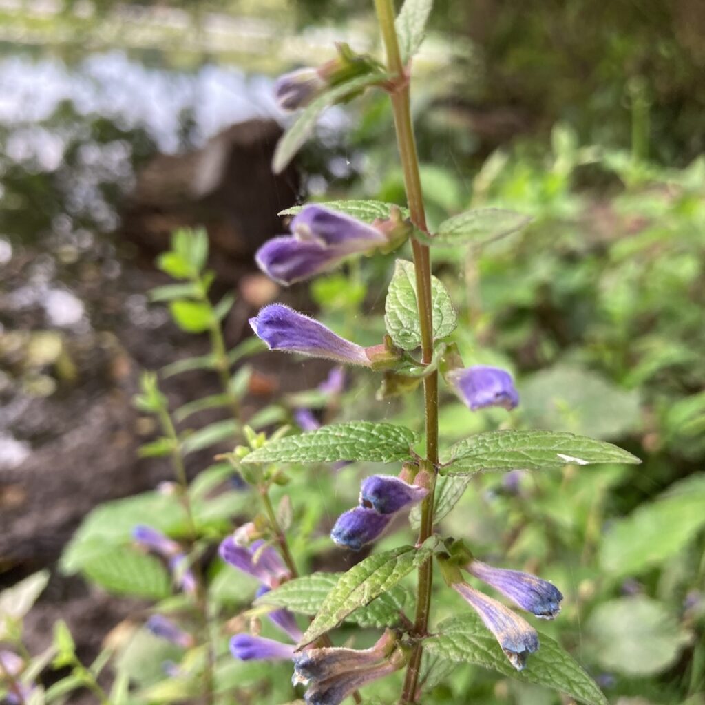 Skullcap
