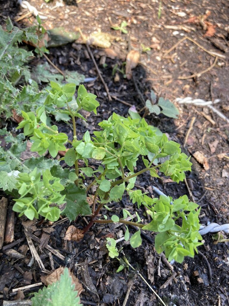 Petty Spurge