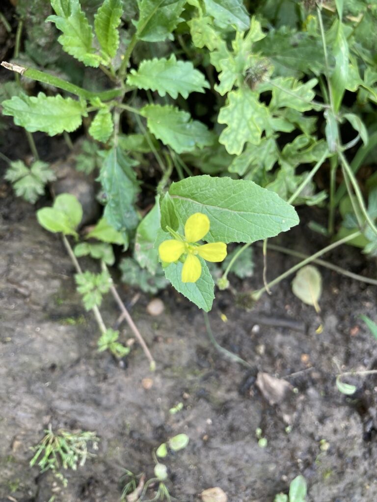 Greater Celandine