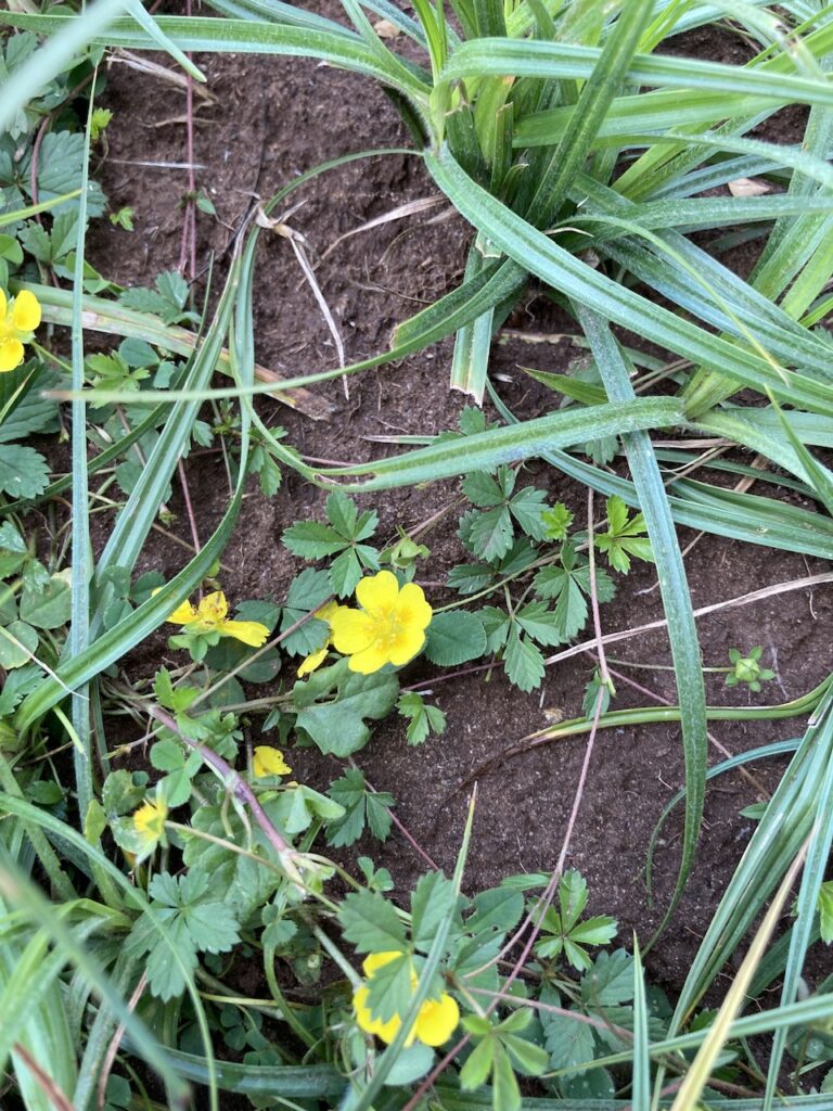 Creeping Cinquefoil