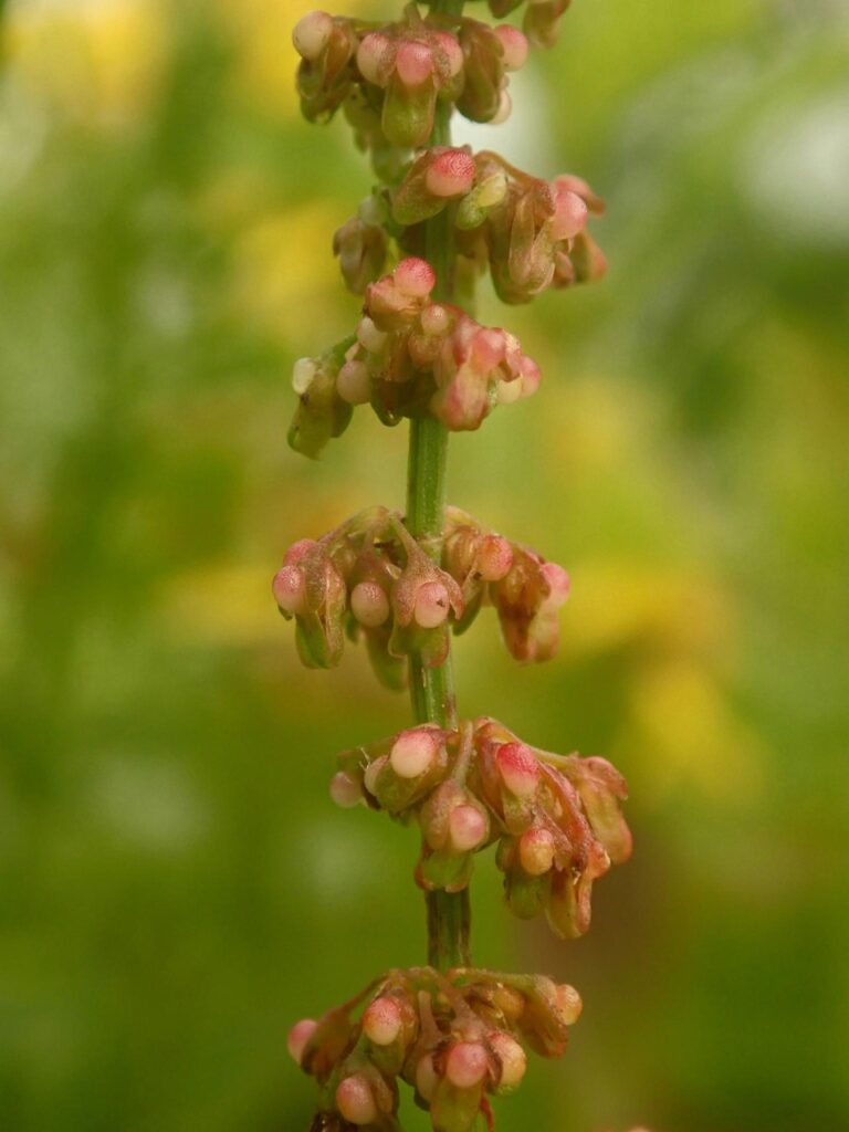 Sheep's Sorrel
