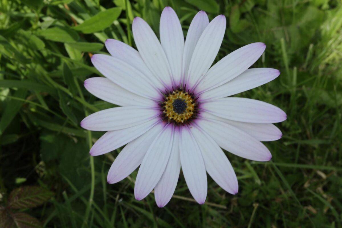 summer plower
