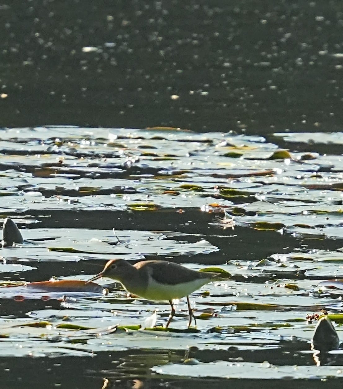 Sandpiper