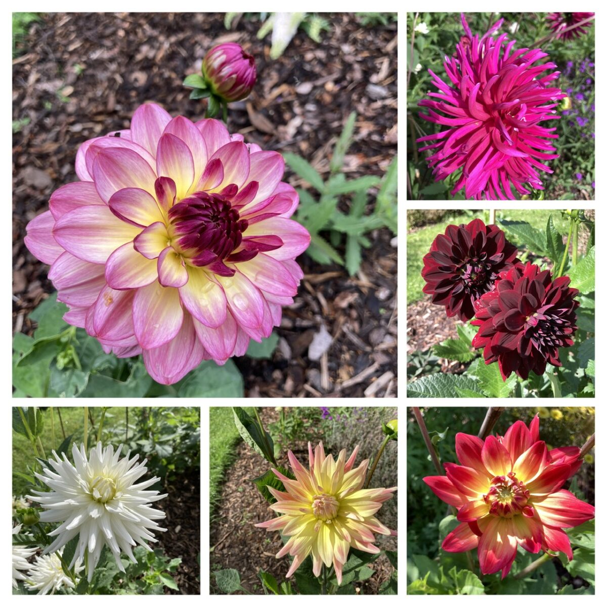 My My My Dahlia