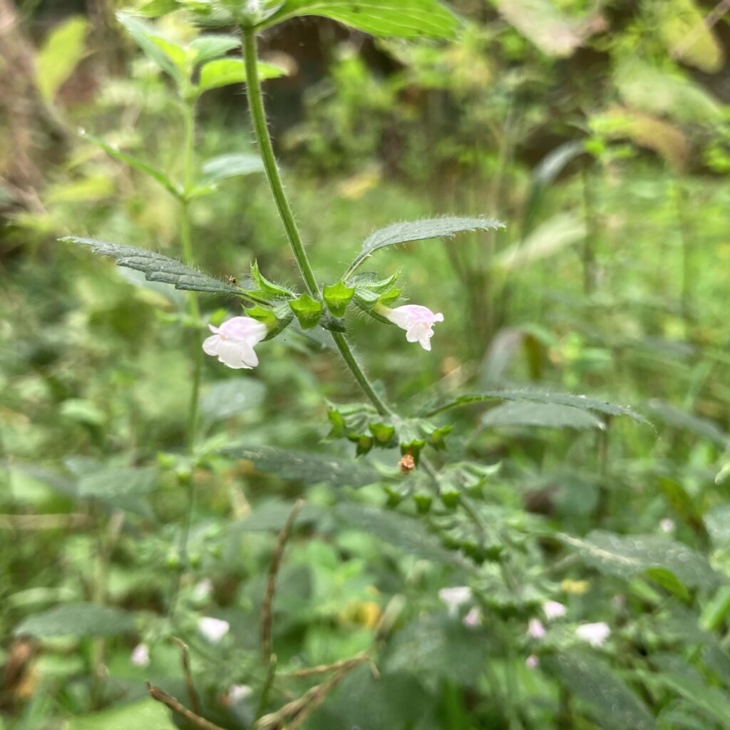 Lemon Balm