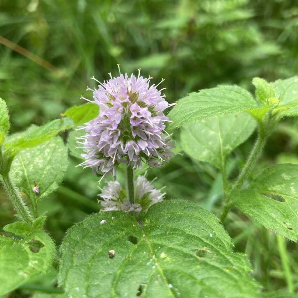 Water Mint
