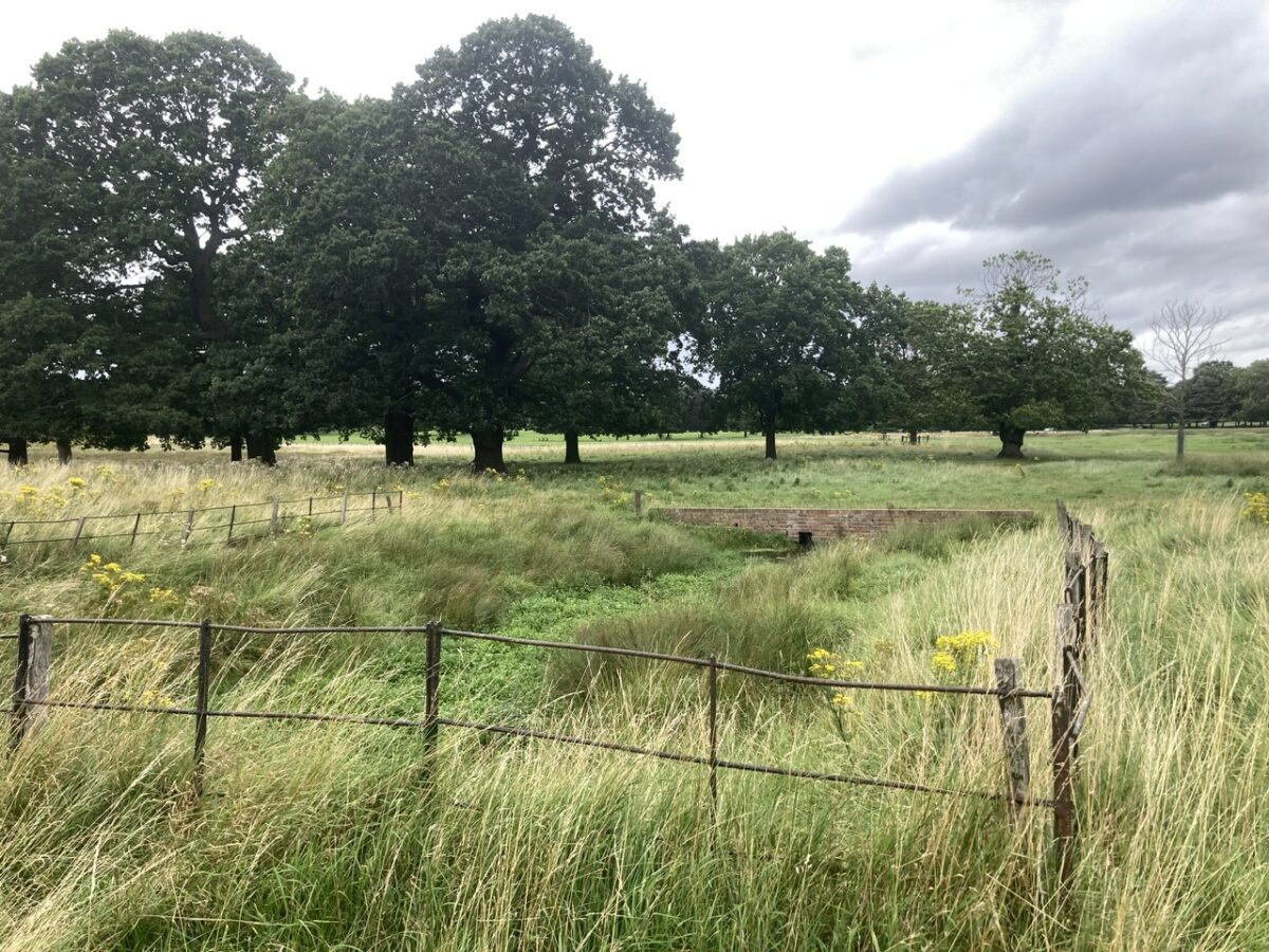 Cattle Pond