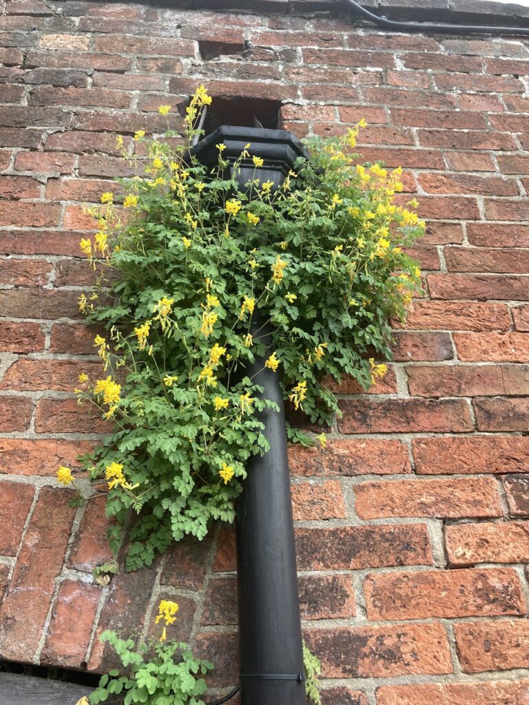Yellow Corydalis