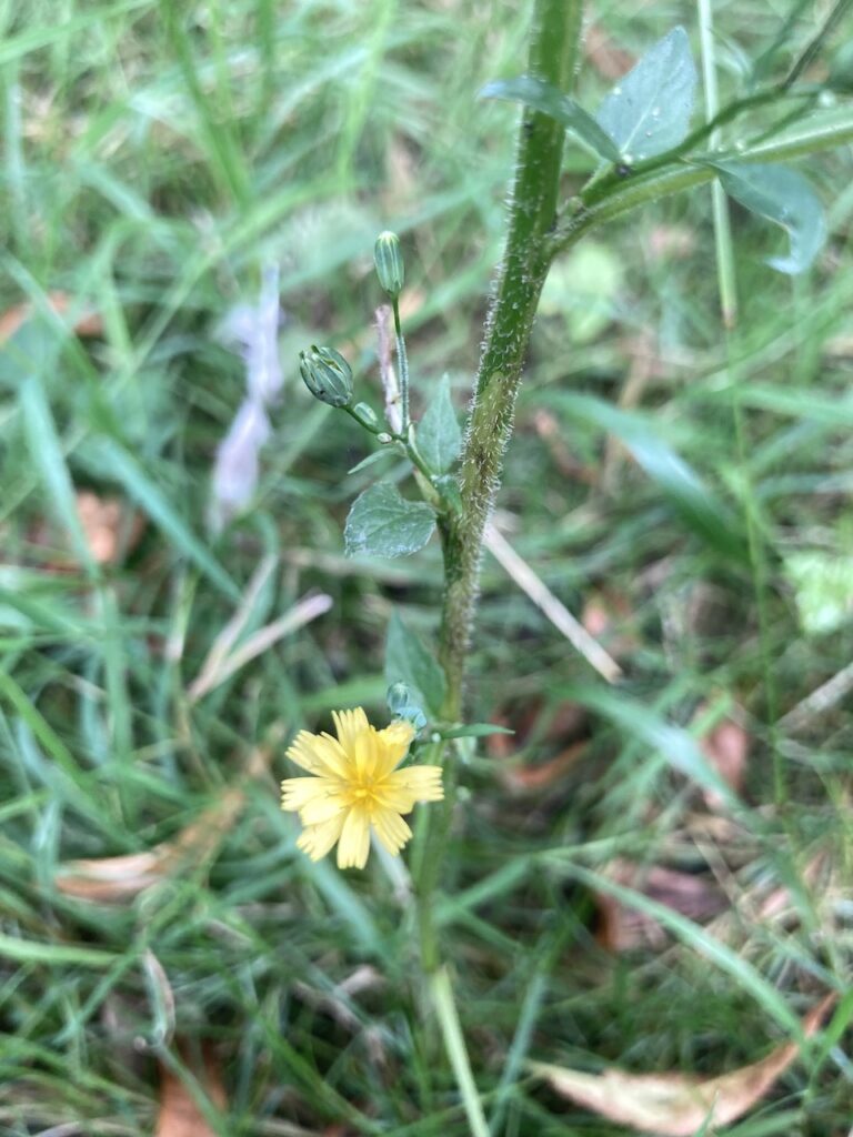 Nipplewort