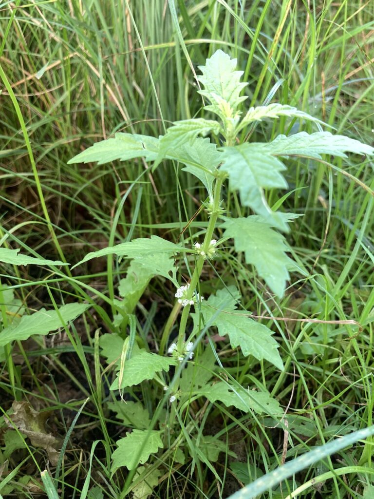 Gipsywort