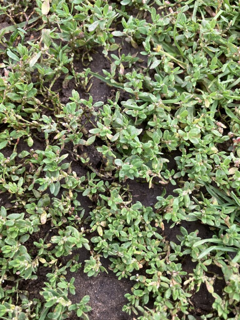 Knotgrass