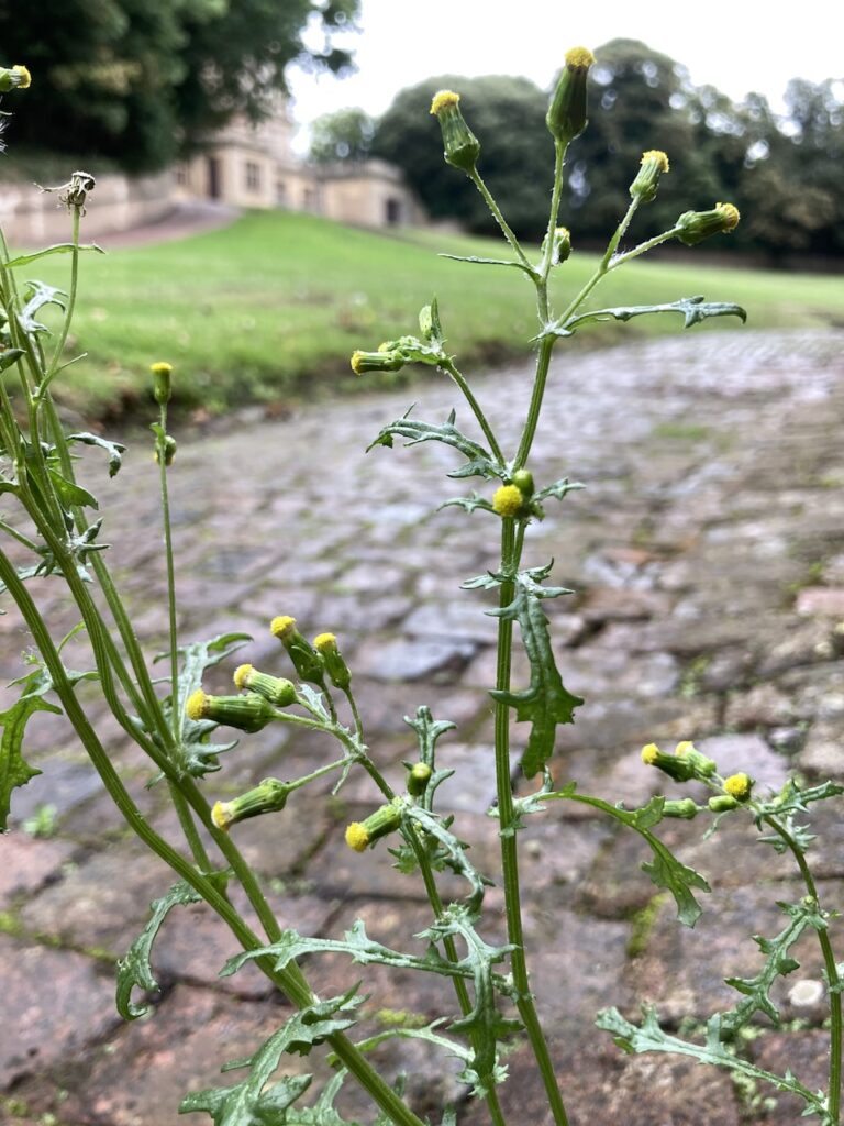 Groundsel
