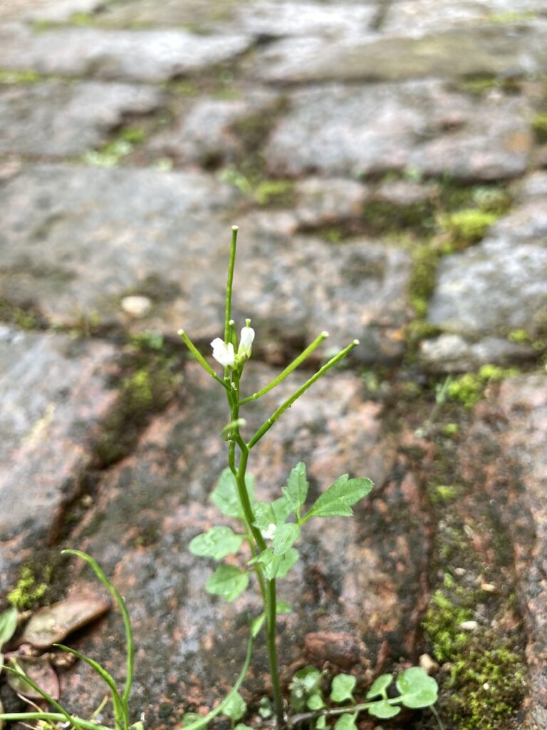 Hairy Bitter-cress