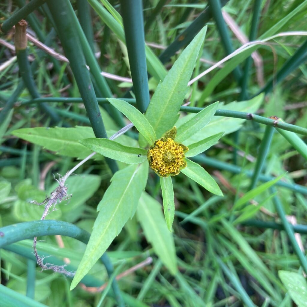 Trifid Bur-marigold