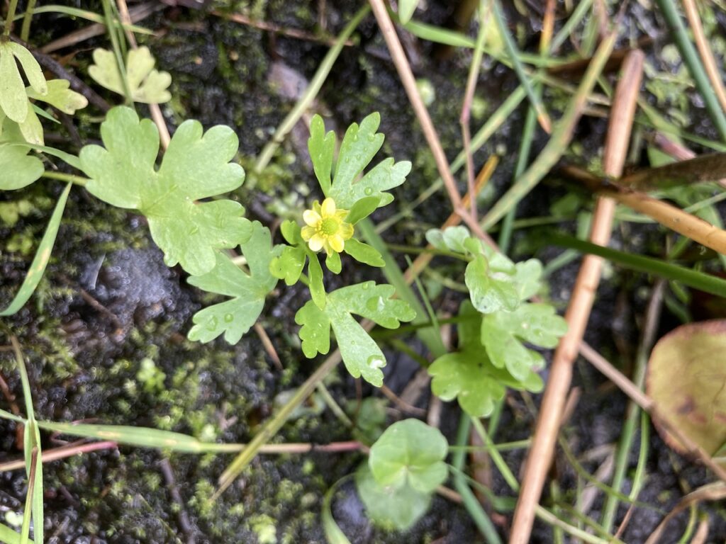 Celery-leaved Buttercup