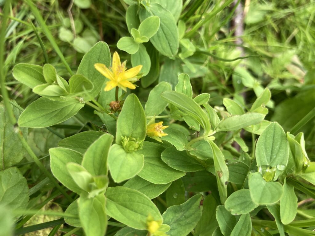 Trailing St John's Wort