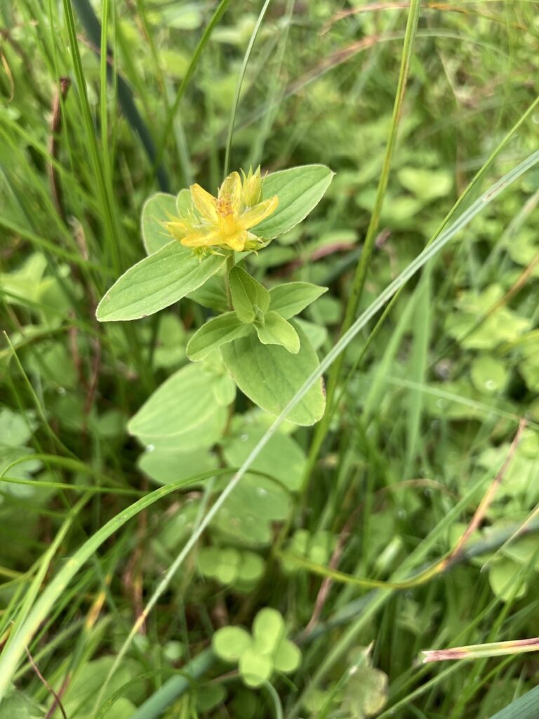 St John's Wort
