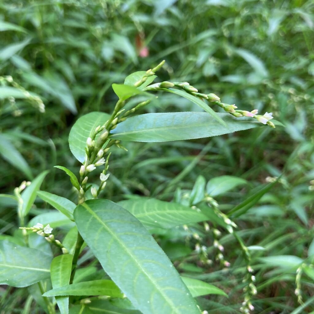 Water-pepper