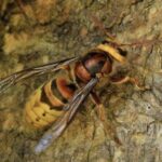 Hornet