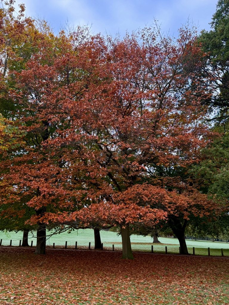 Pair of Red Oaks
