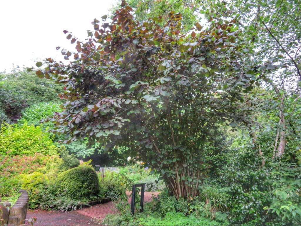 Common Hazel