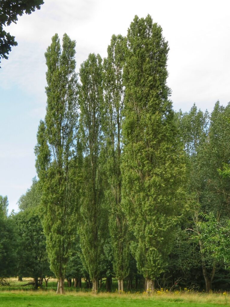 Lombardy Poplar