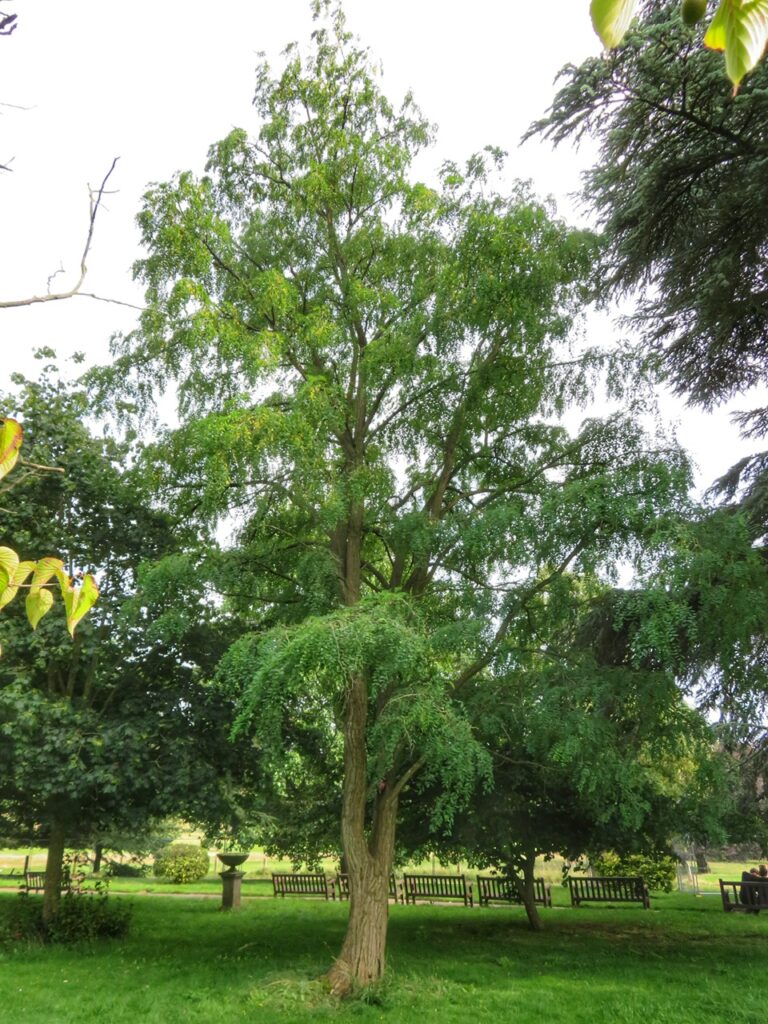 False Acacia