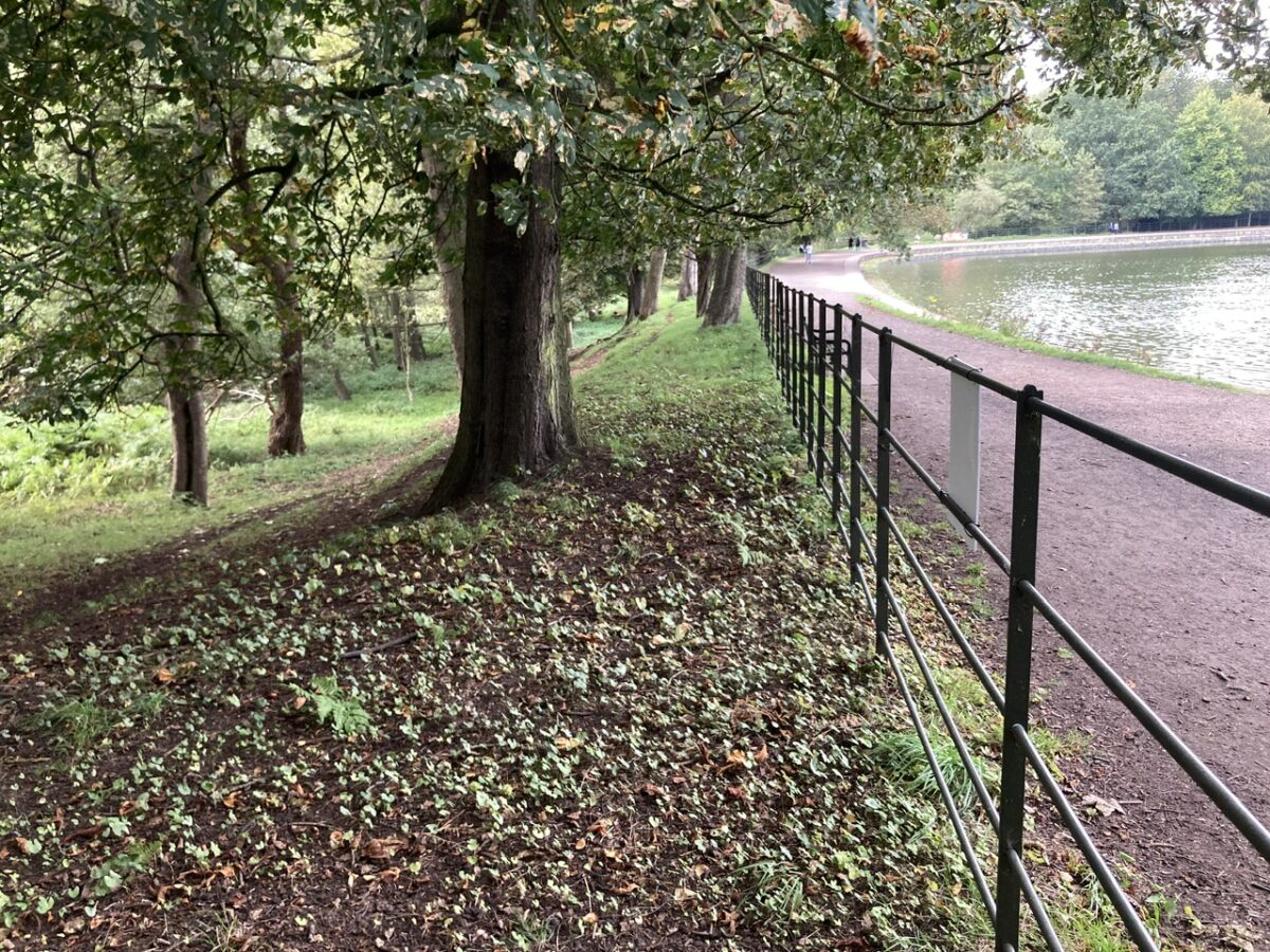 Dam Debris
