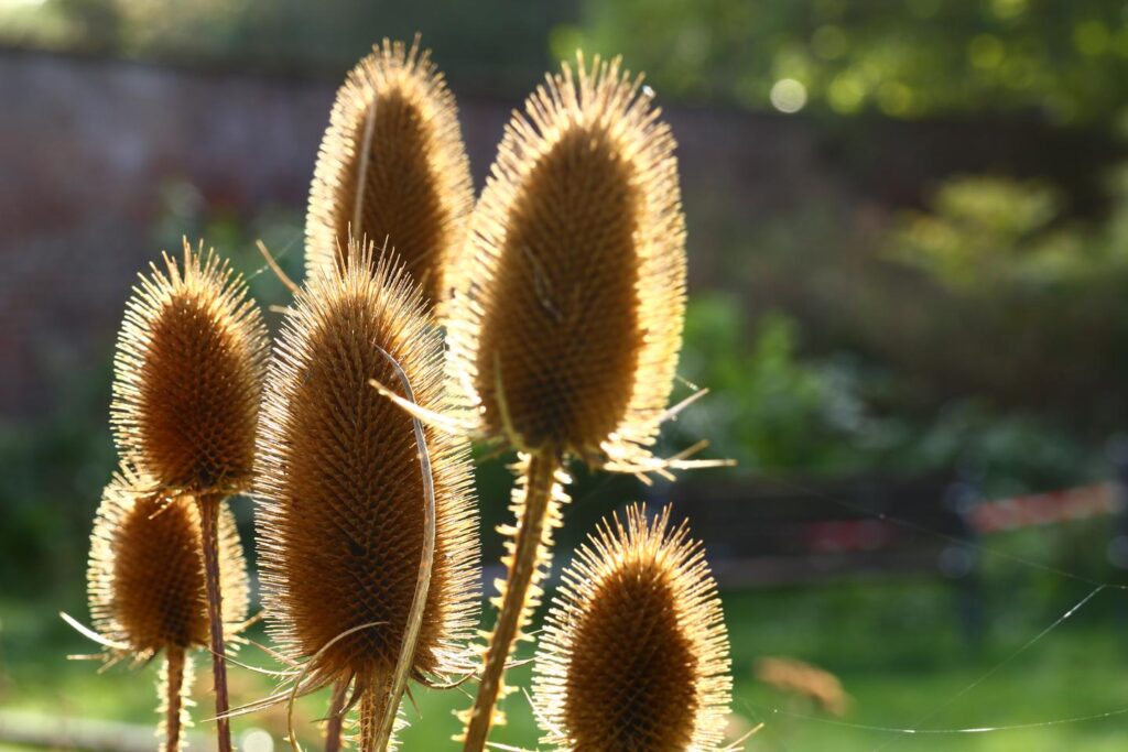 Teasel