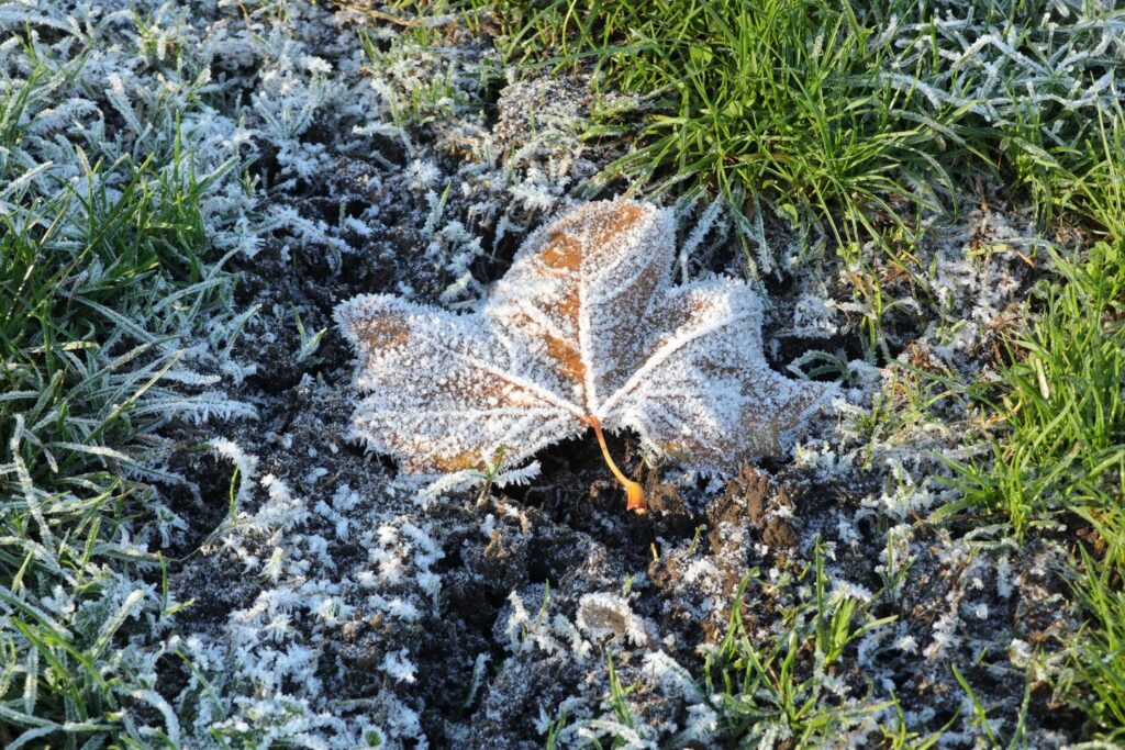 Frosted leaf