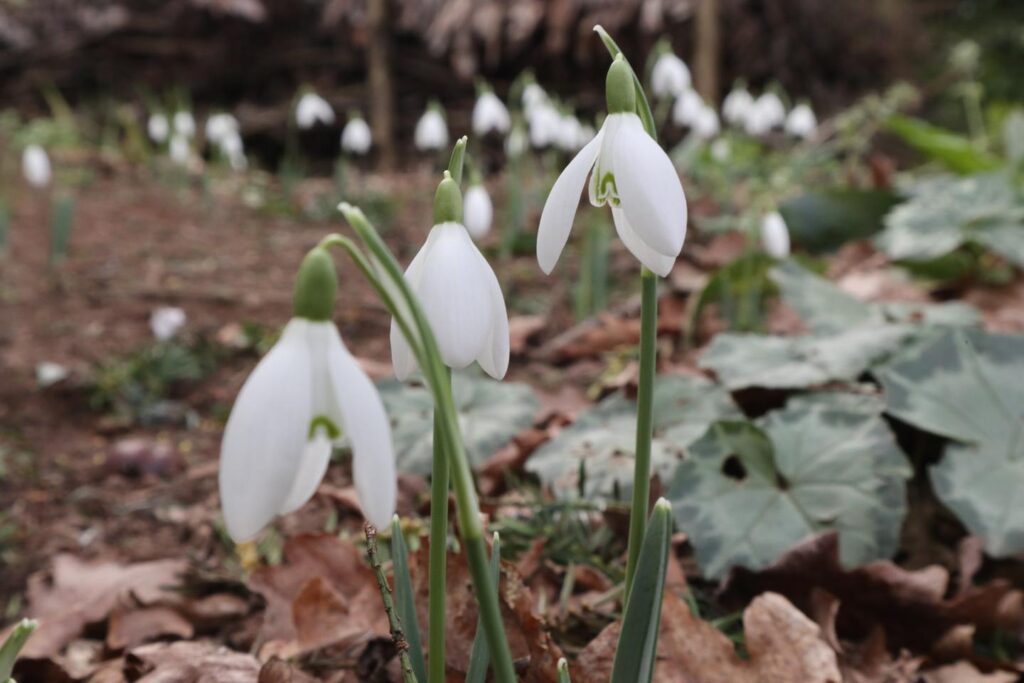 snowdrops