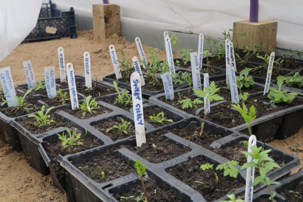 plants in greenhouse