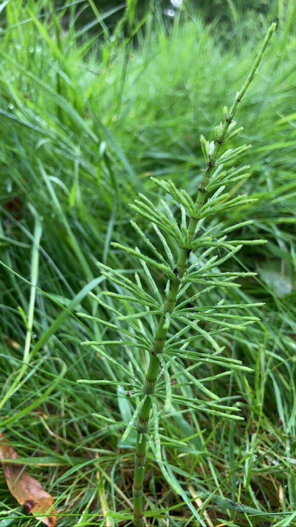Horsetail