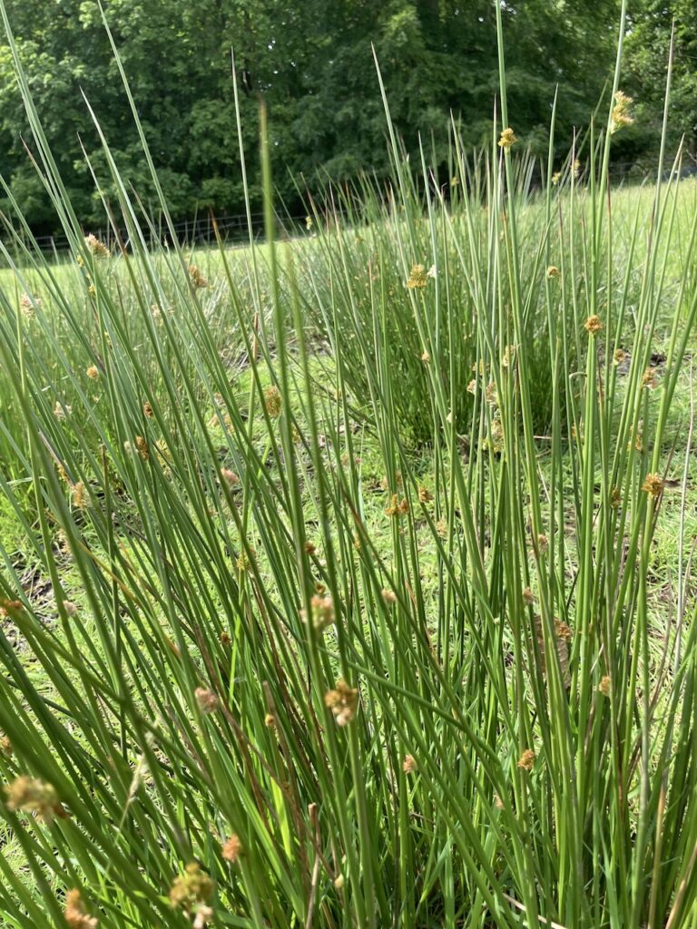 Sedge