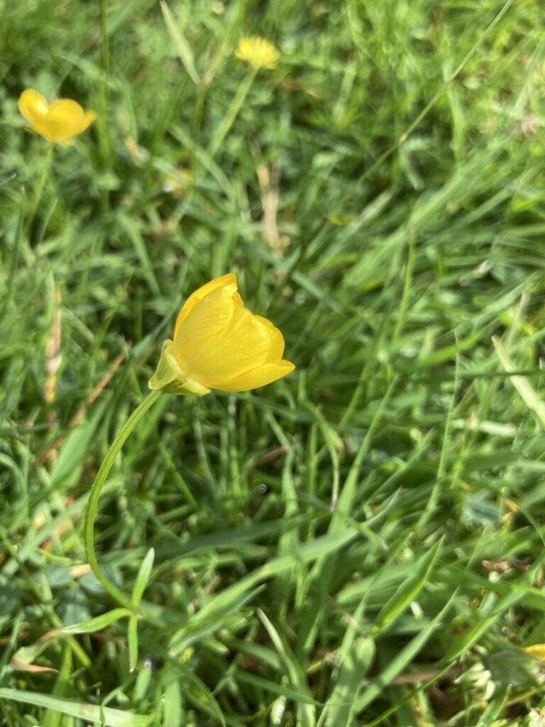 Bulbous Buttercup