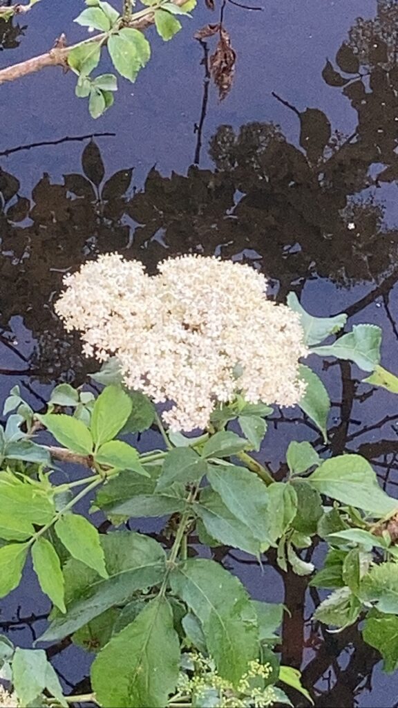 Black Elder