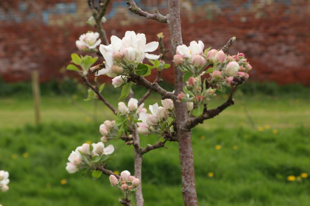 apple blossom