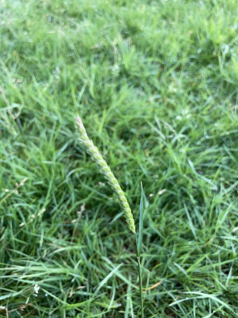Grass: Crested Dog's-tail