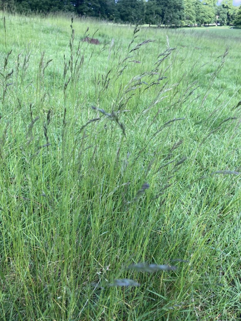 Grass: Fescue