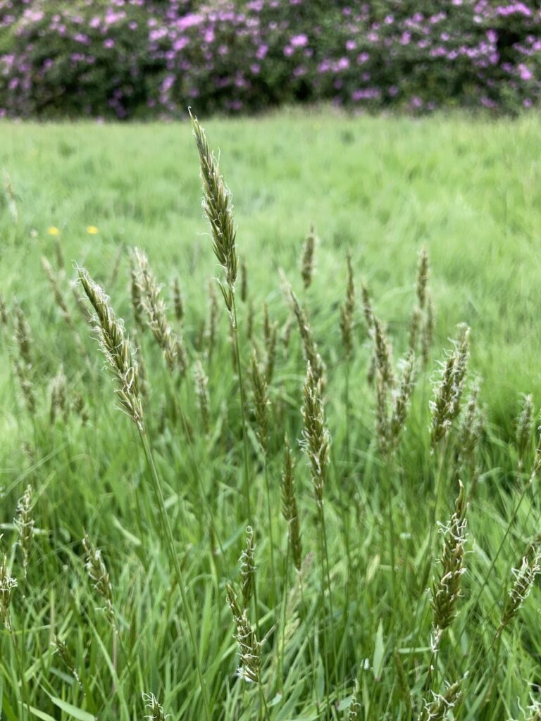 Sweet Vernal-grass