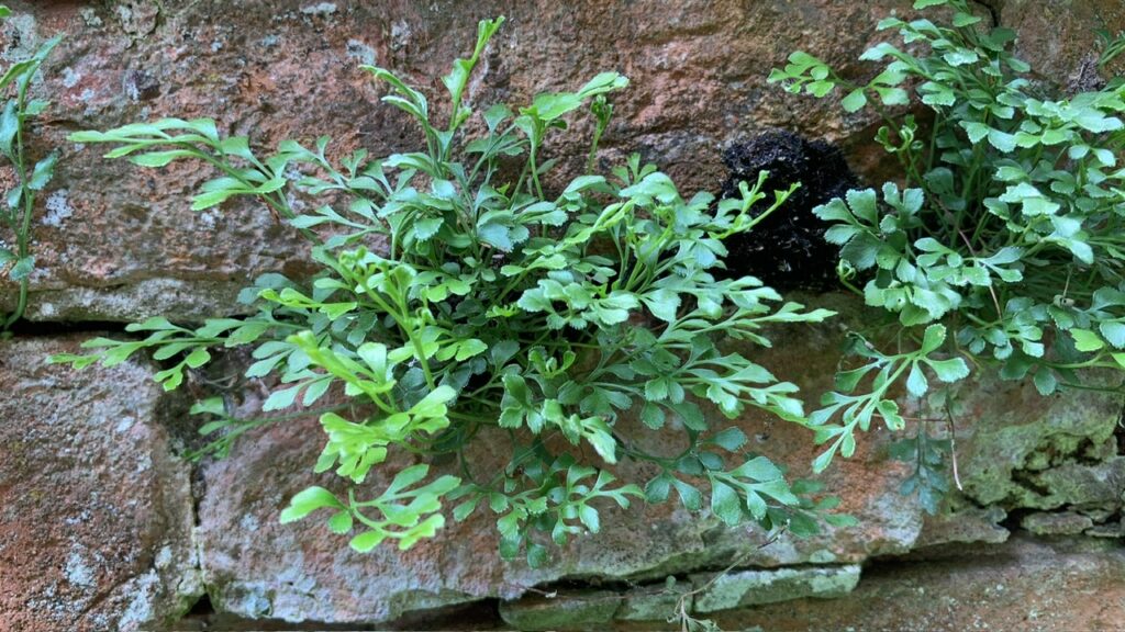 Wall-rue