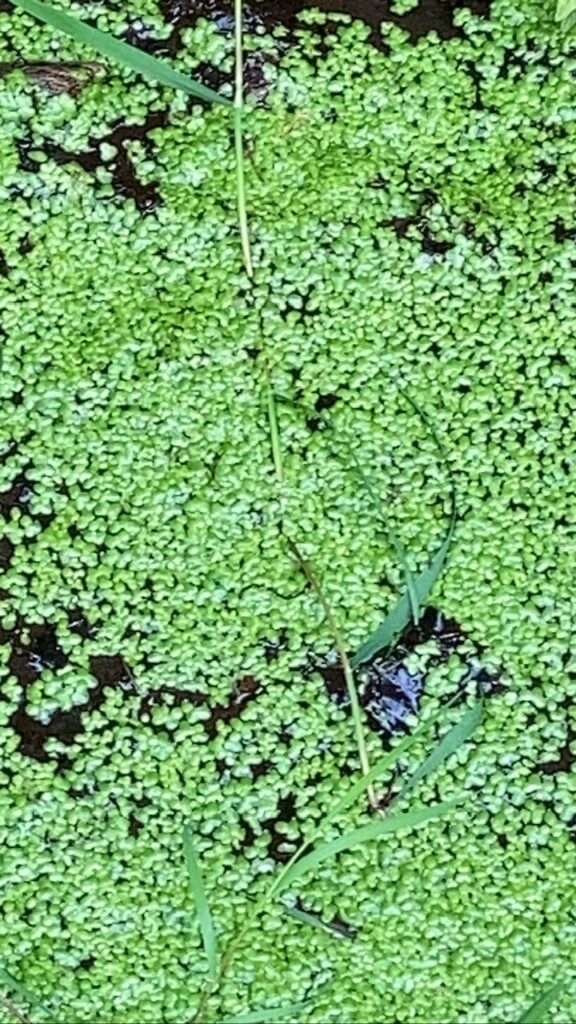 Common Duckweed
