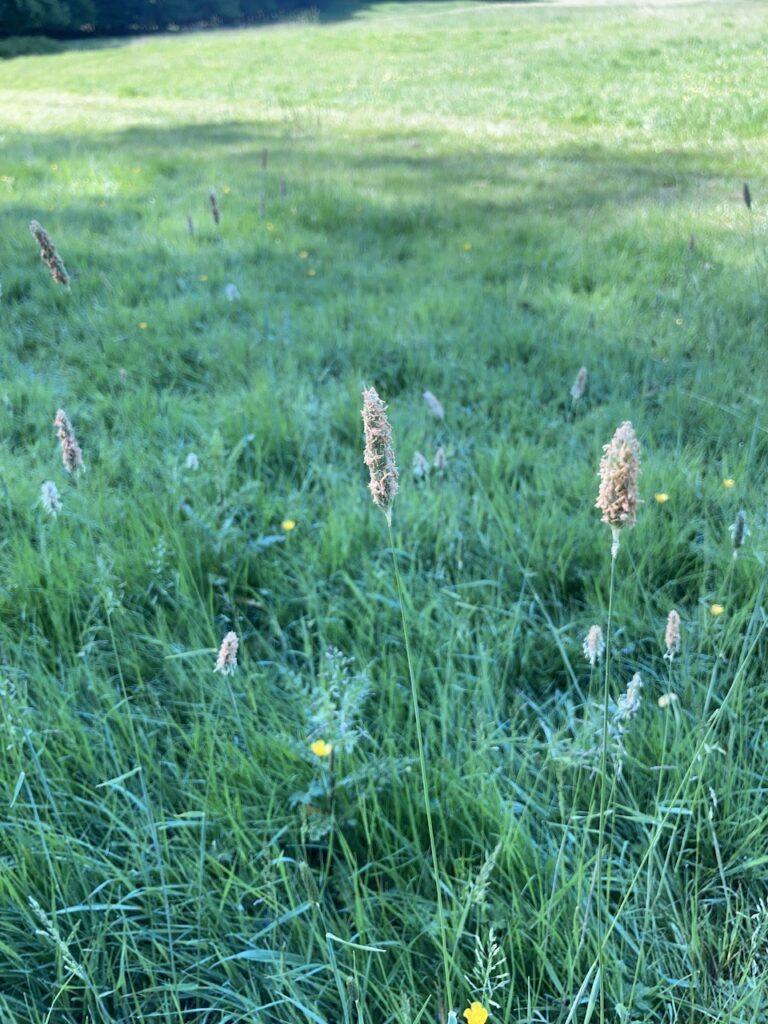 Foxtail Grasses