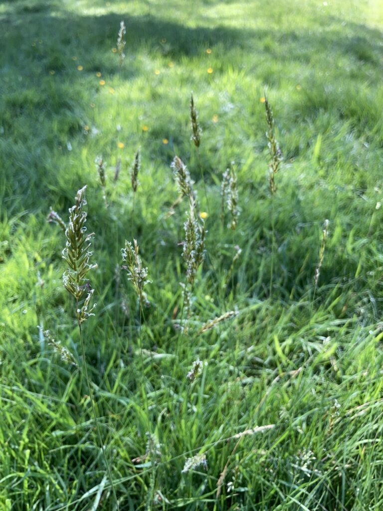 Sweet Grass