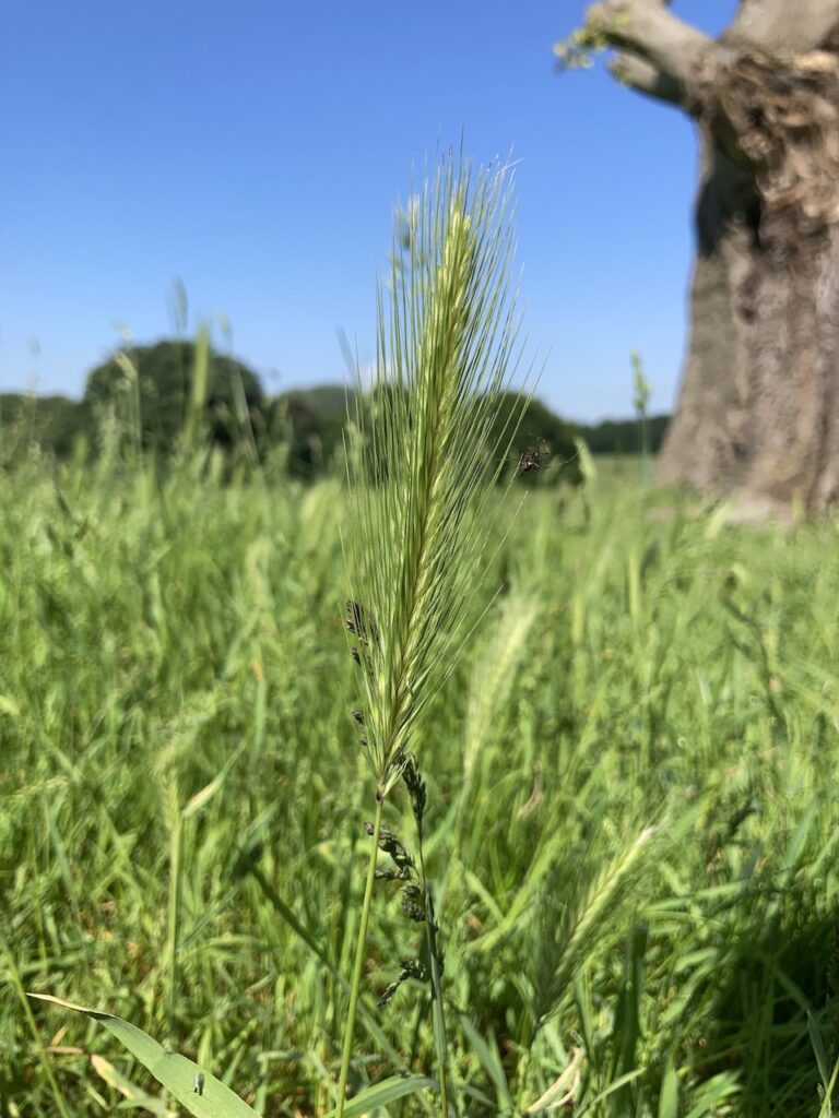 Grass