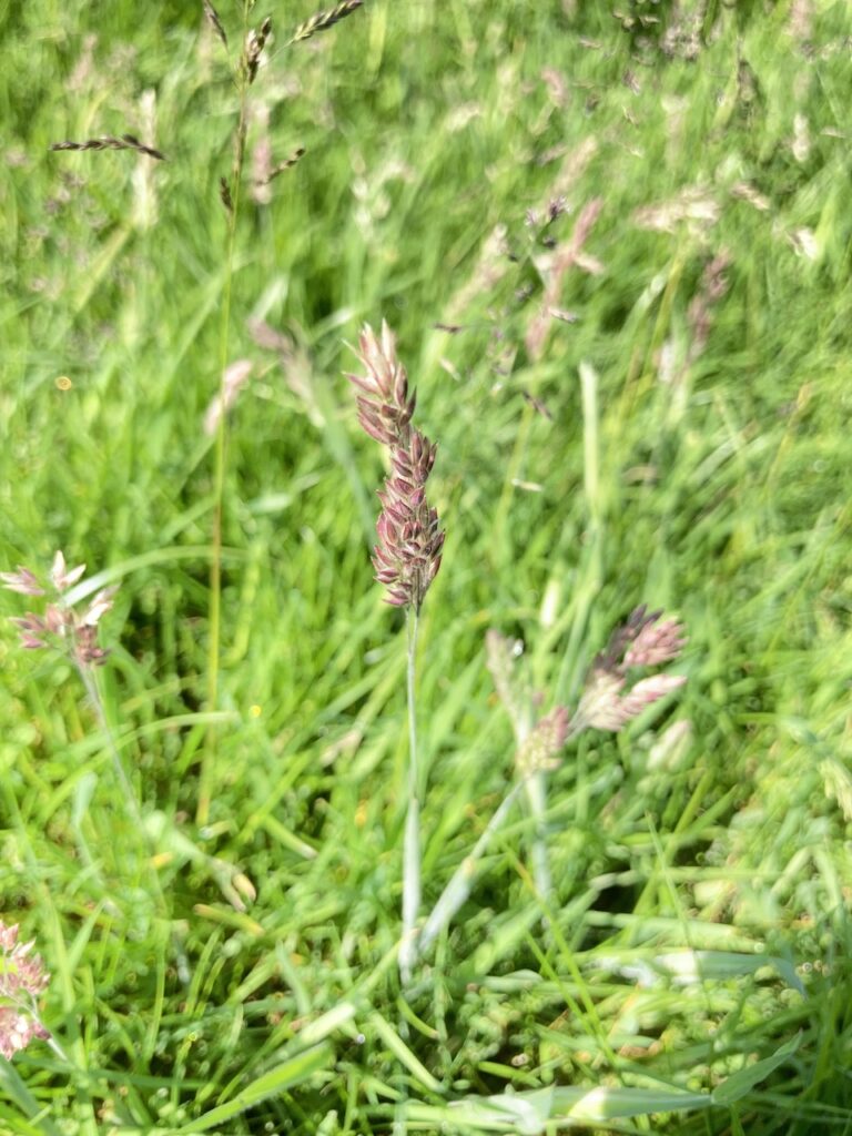 Orchard Grass