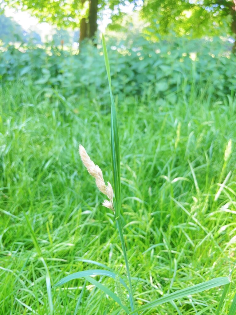 Orchard Grass